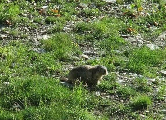 山で出会った動物たち